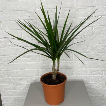 Houseplant Dracaena 1