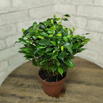 Houseplant "Ficus benjamina kinki"