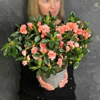 Houseplant Azalea pink